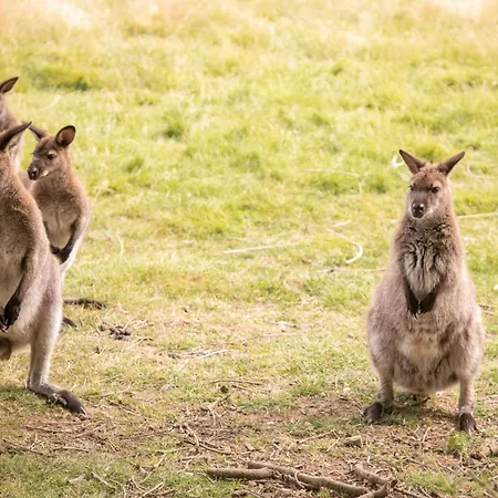 Chateau Du Perray Отель типа 