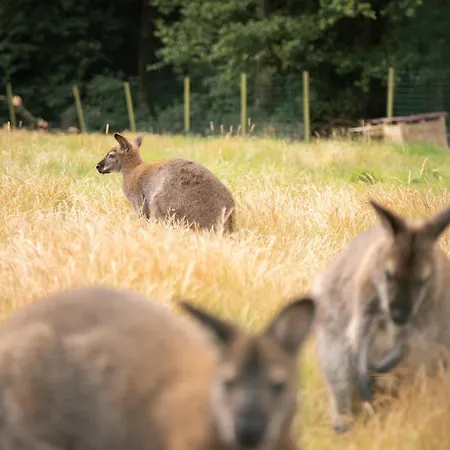 Chateau Du Perray Отель типа 