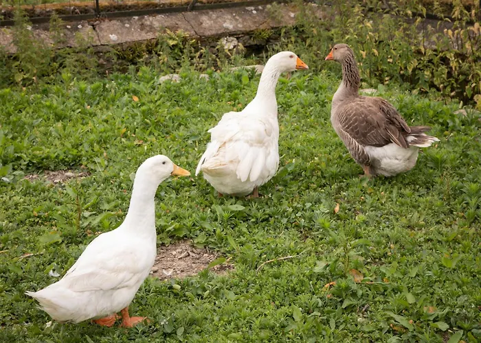 Chateau Du Perray Отель типа 