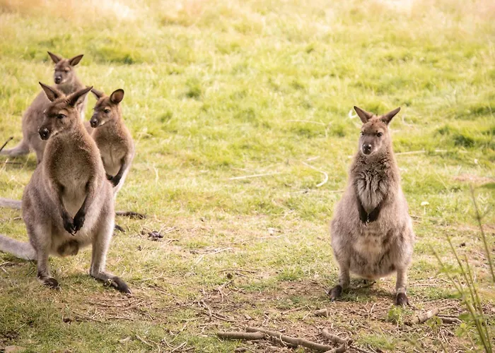 Chateau Du Perray Отель типа 