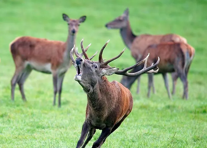 Chateau Du Perray 3* Saint-Mars-du-Désert