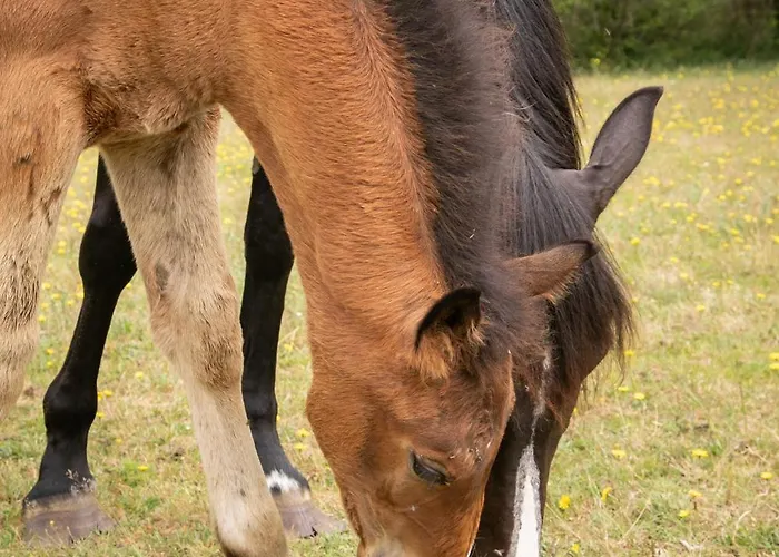 Chateau Du Perray Отель типа 